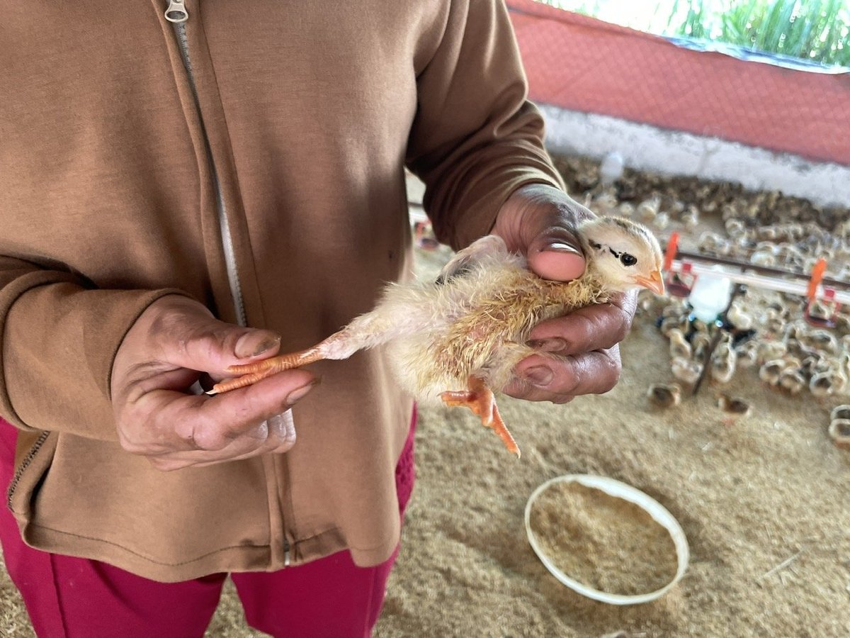 Chị Oanh cho rằng chăm gà vất như chăm con mọn, tuy nhiên thời gian lại linh hoạt, do đó chị có nhiều thời gian dành cho gia đình hơn. Ảnh: Minh Toàn. Chị Oanh cho rằng chăm gà vất như chăm con mọn, tuy nhiên thời gian lại linh hoạt, do đó chị có nhiều thời gian dành cho gia đình hơn. Ảnh: Minh Toàn.