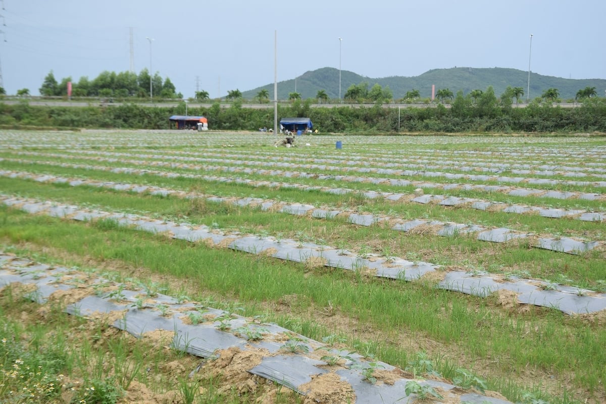 Ruộng dưa hấu của anh Trúc đến nay đã được nửa tháng tuổi, từ rằm tháng 6 âm lịch trở đi sẽ cho thu hoạch.. Ảnh: V.Đ.T. Ruộng dưa hấu của anh Trúc đến nay đã được nửa tháng tuổi, từ rằm tháng 6 âm lịch trở đi sẽ cho thu hoạch.. Ảnh: V.Đ.T.