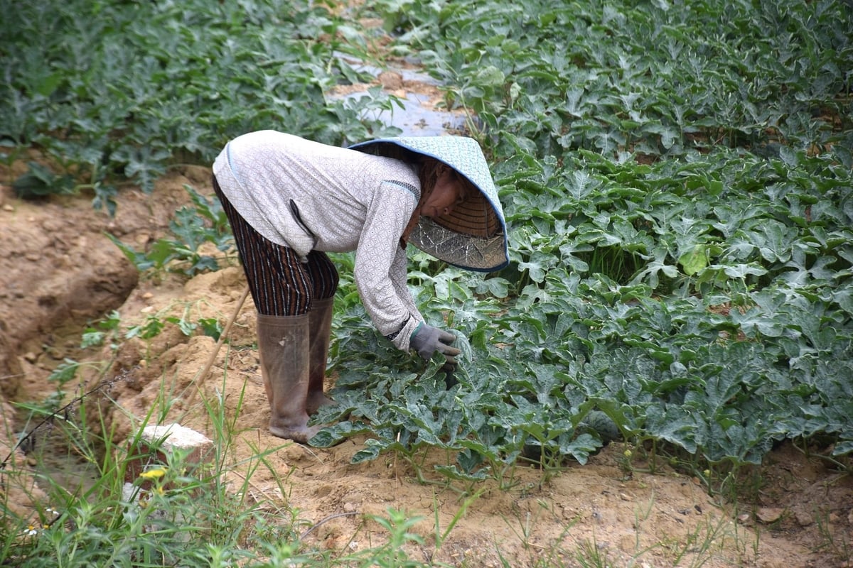 Anh Việt thuê lao động nữ tuyển chọn quả. Ảnh: V.Đ.T. Anh Việt thuê lao động nữ tuyển chọn quả. Ảnh: V.Đ.T.