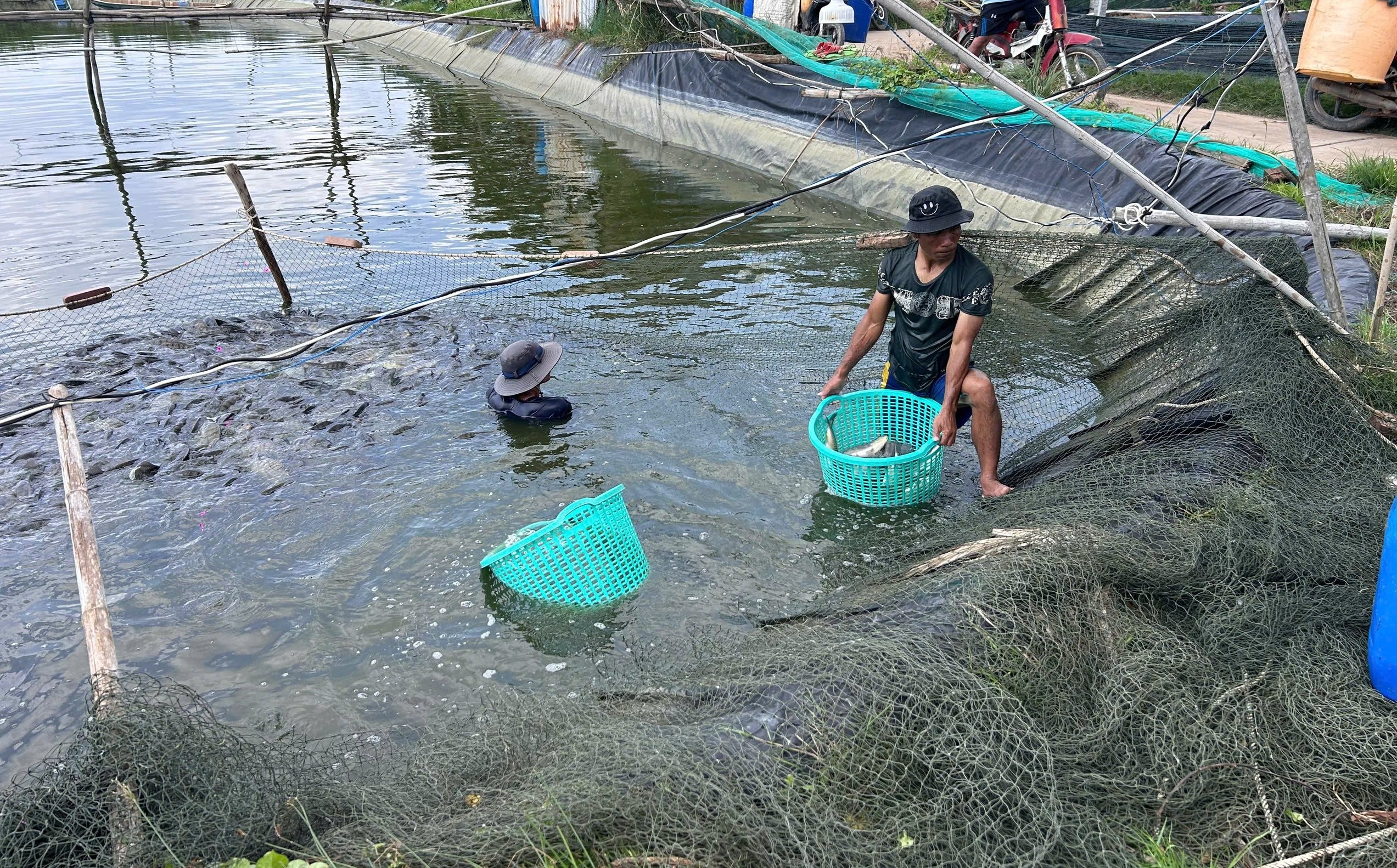 Nông dân huyện Châu Thành (Trà Vinh) tất bật thu hoạch cá rô phi vào mùa vụ chính. Ảnh: Hồ Thảo. Nông dân huyện Châu Thành (Trà Vinh) tất bật thu hoạch cá rô phi vào mùa vụ chính. Ảnh: Hồ Thảo.