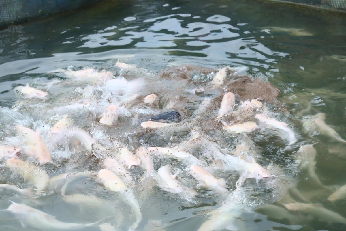 Nhiều loài cá đặc sản phát triển tốt trên hồ Thác Bà. Ảnh: Thanh Tiến. Nhiều loài cá đặc sản phát triển tốt trên hồ Thác Bà. Ảnh: Thanh Tiến.