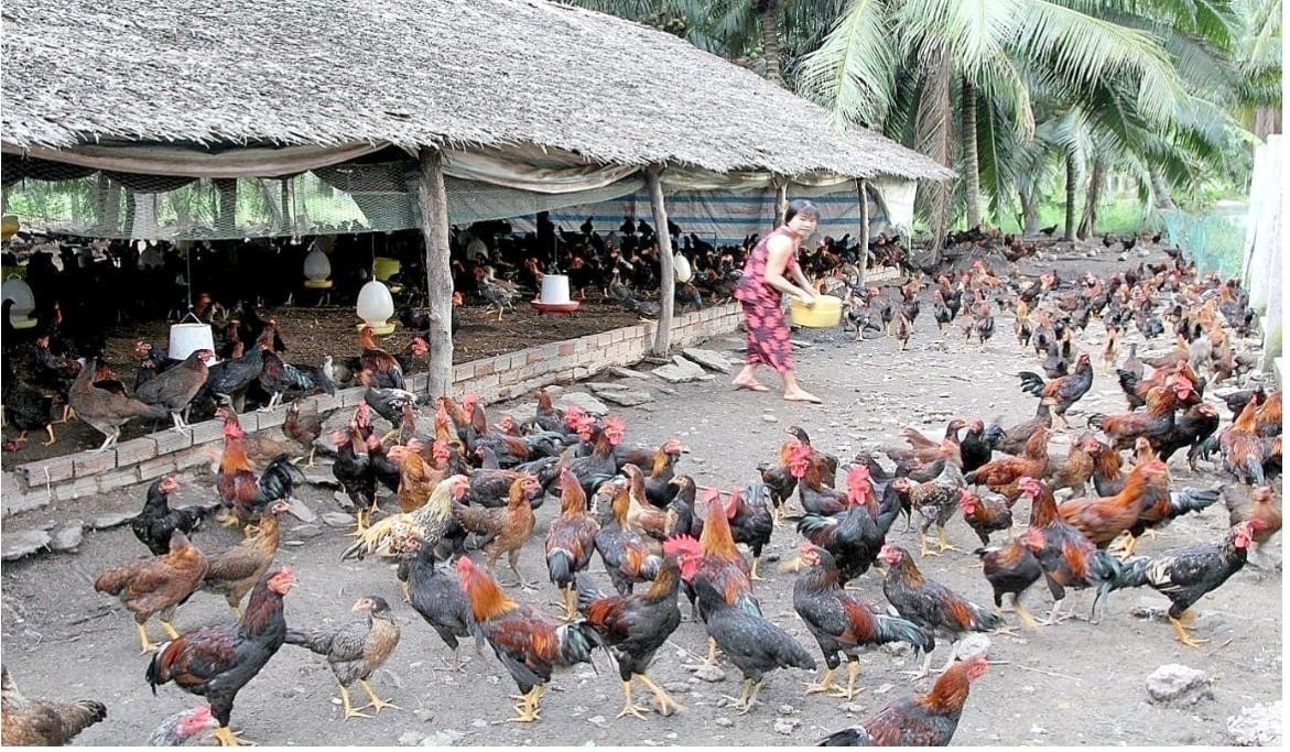 Tỉnh Trà Vinh đang triển khai nhiều dự án thành phần thuộc Chương trình mục tiêu quốc gia giảm nghèo bền vững để hỗ trợ hộ nghèo, cận nghèo phát triển sản xuất, nâng cao thu nhập sớm thoát nghèo bền vững. Ảnh: Lê Hùng. Tỉnh Trà Vinh đang triển khai nhiều dự án thành phần thuộc Chương trình mục tiêu quốc gia giảm nghèo bền vững để hỗ trợ hộ nghèo, cận nghèo phát triển sản xuất, nâng cao thu nhập sớm thoát nghèo bền vững. Ảnh: Lê Hùng.