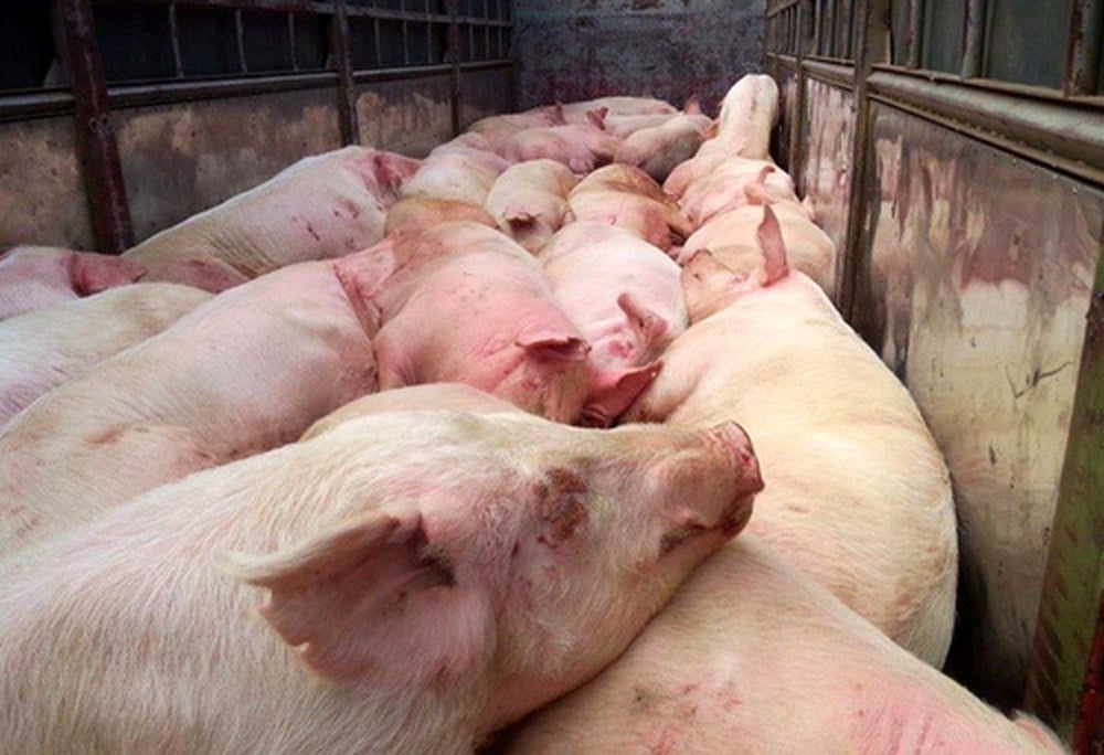 Lãnh đạo Bộ Nông nghiệp và Môi trường chỉ rõ tình trạng giết mổ nhỏ lẻ gia tăng, trong khi kiểm soát ATTP chưa theo kịp, thậm chí còn lỏng lẻo ở một số địa phương. Ảnh: VGP. Lãnh đạo Bộ Nông nghiệp và Môi trường chỉ rõ tình trạng giết mổ nhỏ lẻ gia tăng, trong khi kiểm soát ATTP chưa theo kịp, thậm chí còn lỏng lẻo ở một số địa phương. Ảnh: VGP.