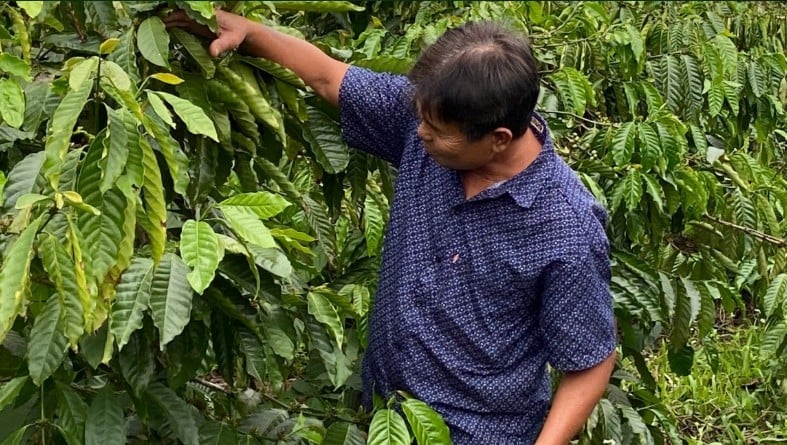 Ông Nguyễn Văn Lực chăm sóc vườn cà phê của gia đình. Ảnh: GCP. Ông Nguyễn Văn Lực chăm sóc vườn cà phê của gia đình. Ảnh: GCP.