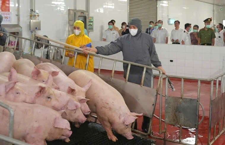 Thông qua kiểm tra, sẽ đánh giá việc tuân thủ pháp luật của tổ chức, cá nhân trong hoạt động giết mổ. Ảnh: Xuân Vũ. Thông qua kiểm tra, sẽ đánh giá việc tuân thủ pháp luật của tổ chức, cá nhân trong hoạt động giết mổ. Ảnh: Xuân Vũ.