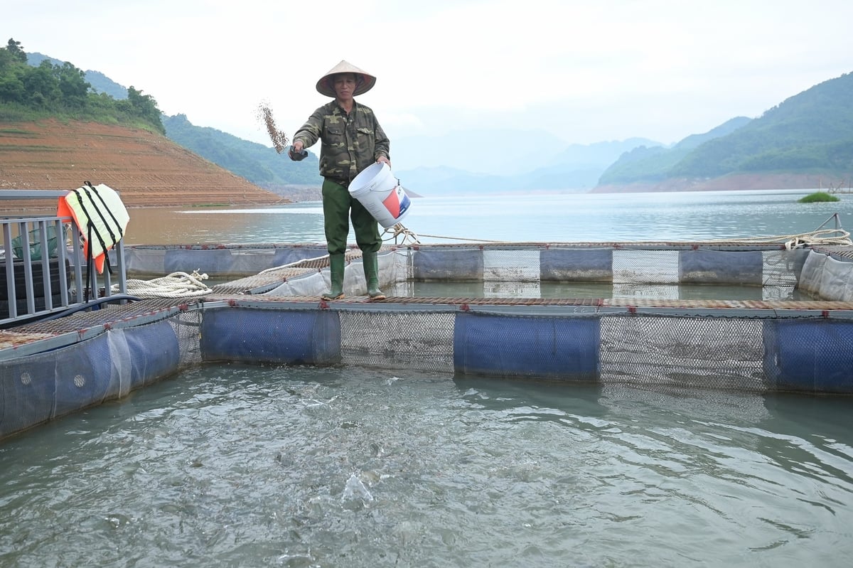 Ông Nguyễn Văn Được chủ động thay đổi lịch cho ăn, lượng thức ăn giúp cá giảm nhu cầu tiêu thụ oxy. Ảnh: Tùng Đinh. Ông Nguyễn Văn Được chủ động thay đổi lịch cho ăn, lượng thức ăn giúp cá giảm nhu cầu tiêu thụ oxy. Ảnh: Tùng Đinh.