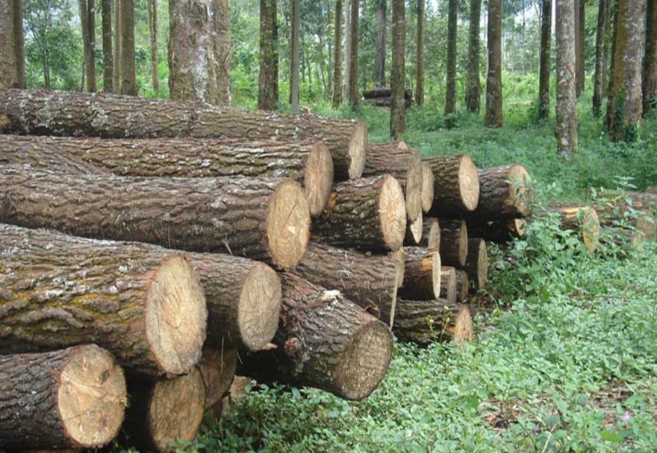 Đề xuất bổ sung quản lý gỗ loài thông thường, không chỉ loài quý hiếm. Ảnh minh họa. Đề xuất bổ sung quản lý gỗ loài thông thường, không chỉ loài quý hiếm. Ảnh minh họa.