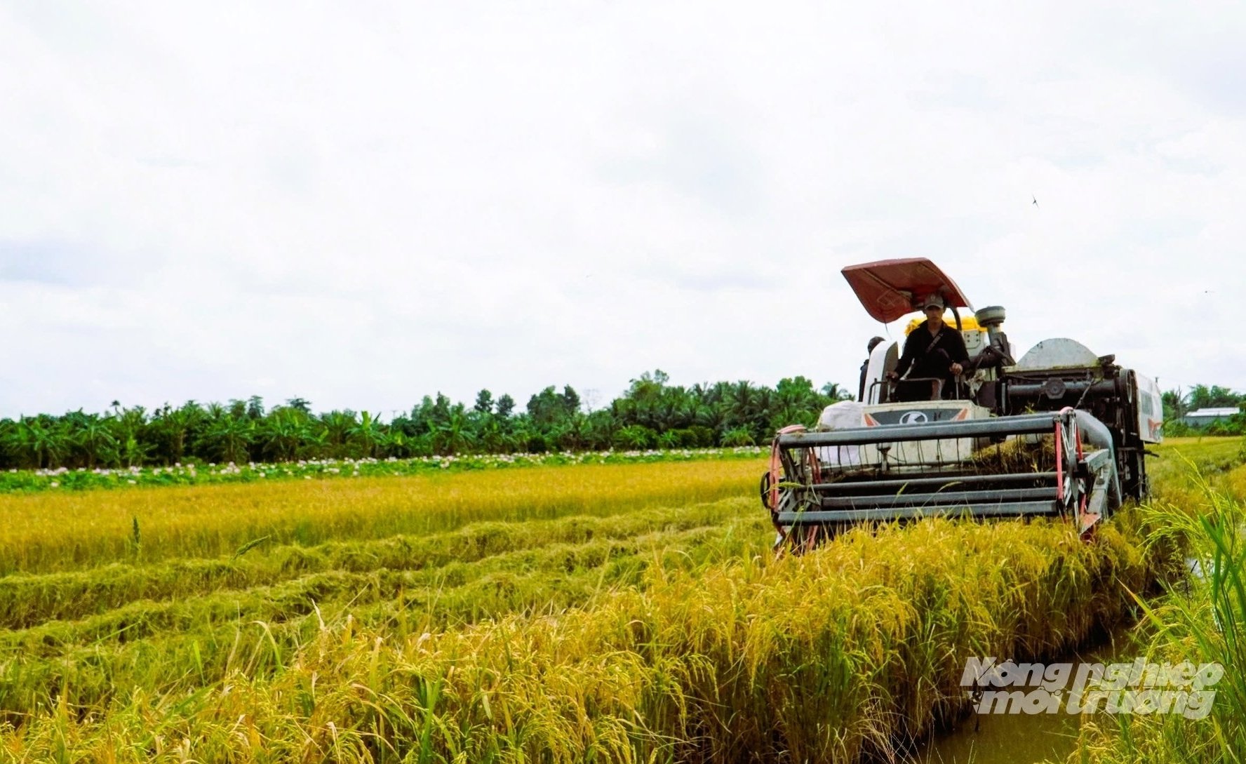 Tỉnh Hậu Giang xác định rõ định hướng phát triển chương trình OCOP theo hướng chuyên sâu, tập trung vào các nhóm sản phẩm chủ lực và tiềm năng như lúa, mít, cá thát lát, lươn đồng. Ảnh: KT.