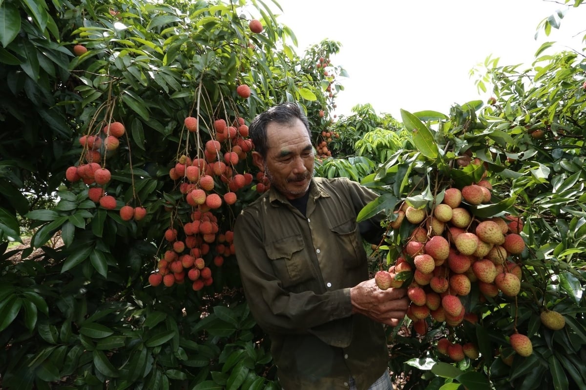 Vietnam's lychee harvest is expected to reach 303,000 tons in 2025. Photo: H.T.
