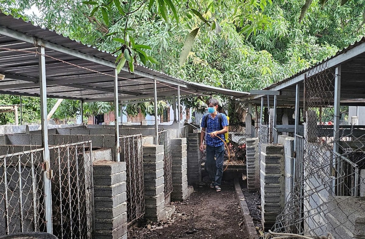 Việc tiêu độc khử trùng xung quanh chuồng trại là rất cần thiết để hạn chế nguồn lây bệnh. Ảnh: KS. Việc tiêu độc khử trùng xung quanh chuồng trại là rất cần thiết để hạn chế nguồn lây bệnh. Ảnh: KS.