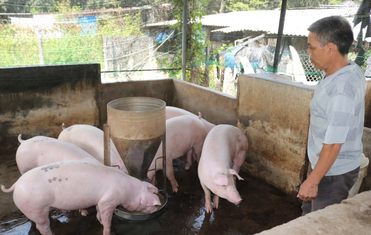 Một hộ chăn nuôi lợn ở tỉnh Khánh Hòa. Ảnh: KS. Một hộ chăn nuôi lợn ở tỉnh Khánh Hòa. Ảnh: KS.