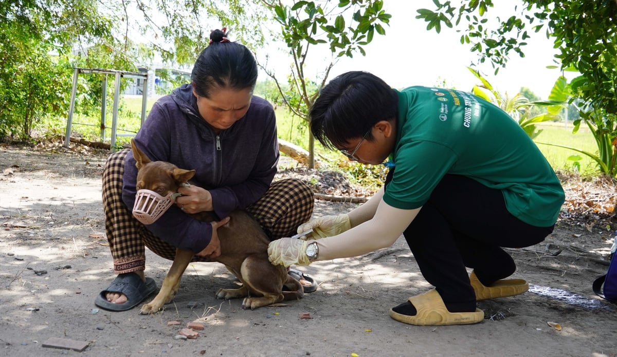 Mỗi năm, rất nhiều sinh viên thú y trường Đại học Nông lâm TP. HCM lại lên đường tham gia phòng chống bệnh dại tại huyện Đức Huệ. Ảnh: Lê Bình. Mỗi năm, rất nhiều sinh viên thú y trường Đại học Nông lâm TP. HCM lại lên đường tham gia phòng chống bệnh dại tại huyện Đức Huệ. Ảnh: Lê Bình.