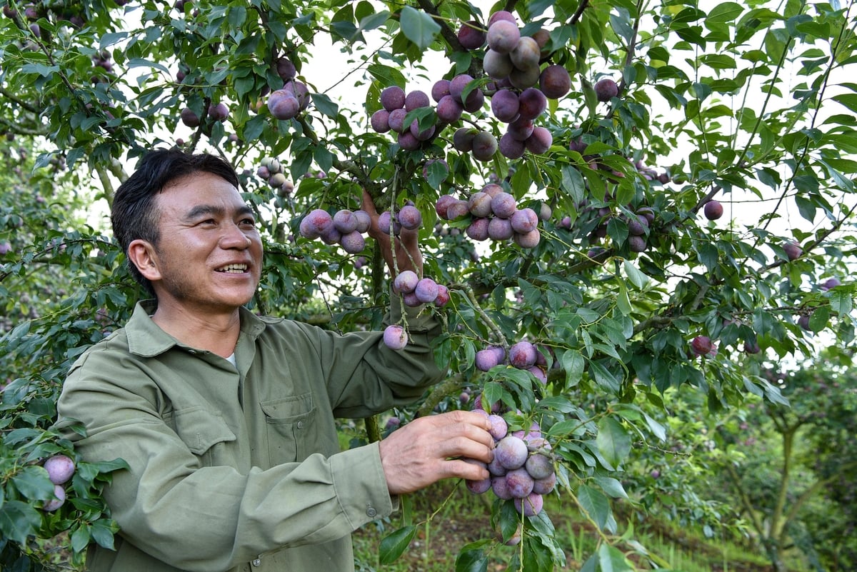 Anh Lờ Lao Chùa kiểm tra vườn mận. Ảnh: Dương Đình Tường. Anh Lờ Lao Chùa kiểm tra vườn mận. Ảnh: Dương Đình Tường.