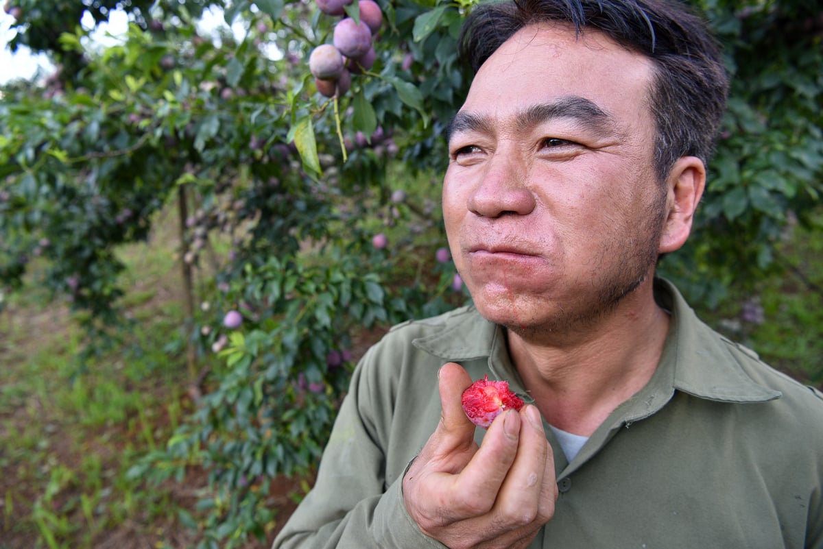 Không gì ngon bằng ăn mận ngay tại vườn. Ảnh: Dương Đình Tường. Không gì ngon bằng ăn mận ngay tại vườn. Ảnh: Dương Đình Tường.