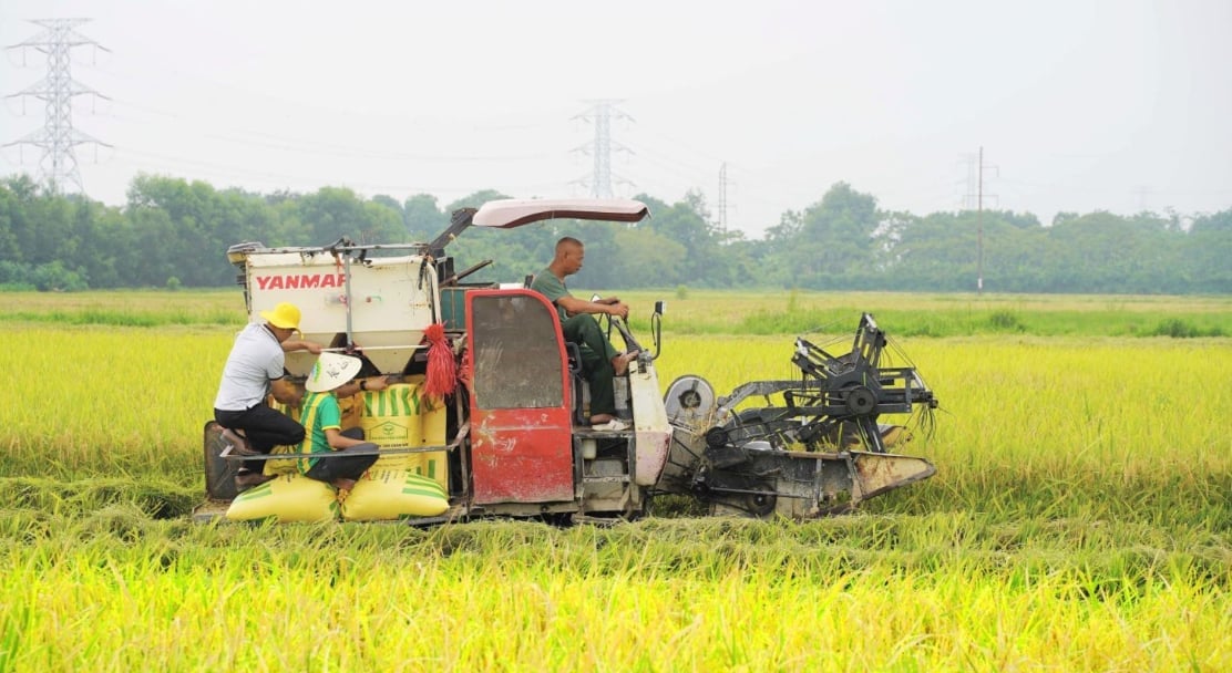 Cánh đồng 40 mẫu lúa của gia đình cô Lê Thị Phải, xã Dân Quyền, huyện Triệu Sơn, tỉnh Thanh Hóa giúp gia đình thu lãi gần 400 triệu đồng. Ảnh: Huyền Linh. Cánh đồng 40 mẫu lúa của gia đình cô Lê Thị Phải, xã Dân Quyền, huyện Triệu Sơn, tỉnh Thanh Hóa giúp gia đình thu lãi gần 400 triệu đồng. Ảnh: Huyền Linh.