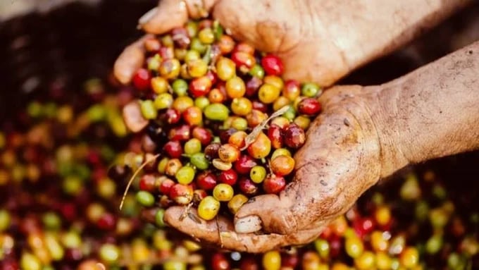 Latest domestic and global coffee prices on June 16, 2025