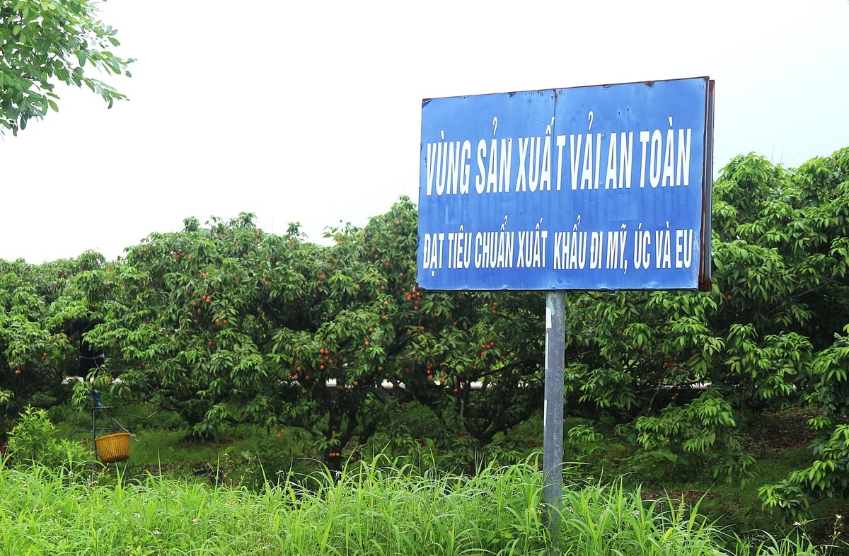 Các doanh nghiệp luôn mong muốn những vùng nguyên liệu đạt chuẩn từ địa phương. Ảnh: Phạm Hiếu. Các doanh nghiệp luôn mong muốn những vùng nguyên liệu đạt chuẩn từ địa phương. Ảnh: Phạm Hiếu.