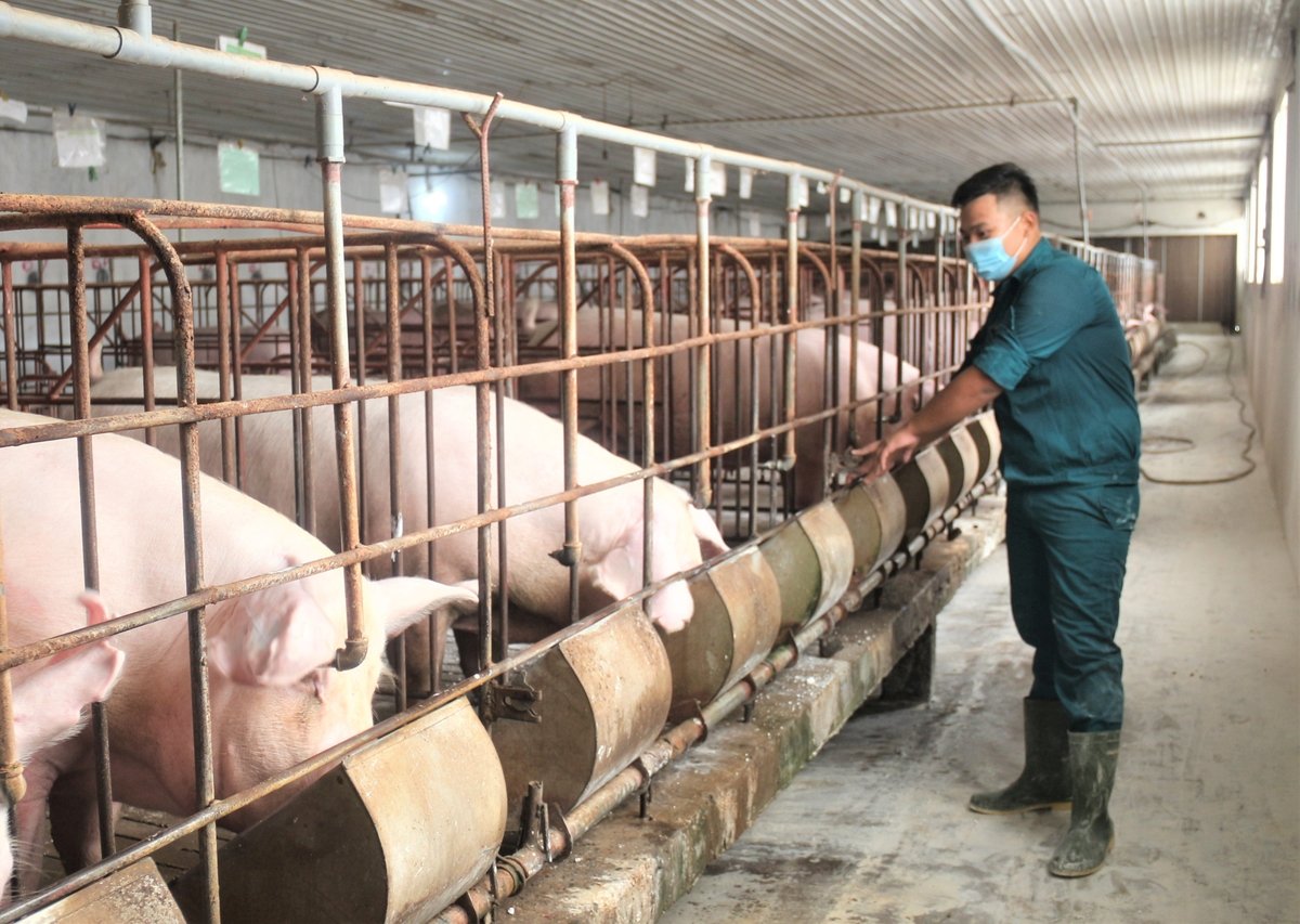 Ngành chăn nuôi và thú y cần đột phá phát triển khoa học công nghệ, đổi mới sáng tạo và chuyển đổi số. Ảnh: Phạm Hiếu. Ngành chăn nuôi và thú y cần đột phá phát triển khoa học công nghệ, đổi mới sáng tạo và chuyển đổi số. Ảnh: Phạm Hiếu.
