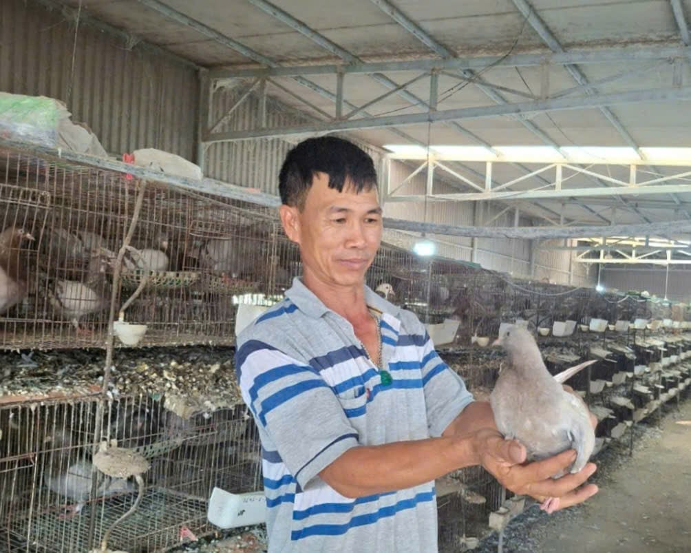 Ông Đỗ Văn Trai, chủ trang trại nuôi bồ câu Pháp với quy mô tiền tỷ hiện nay. Ảnh: Đinh Mười. Ông Đỗ Văn Trai, chủ trang trại nuôi bồ câu Pháp với quy mô tiền tỷ hiện nay. Ảnh: Đinh Mười.