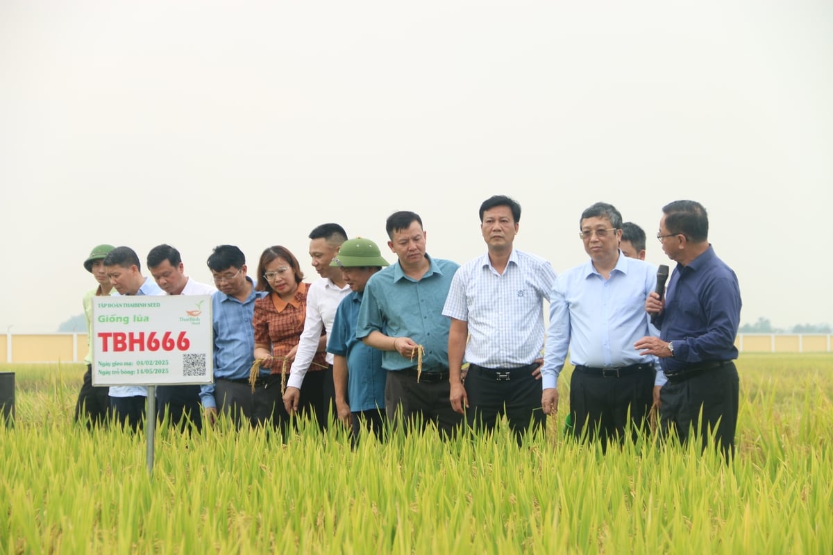 Thứ trưởng Bộ Nông nghiệp và Môi trường Hoàng Trung (thứ 2 từ phải sang) thăm cánh đồng lúa trĩu hạt tại Khu vực khảo nghiệm trình diễn giống mới của Viện Nghiên cứu cây trồng - Tập đoàn Thái Bình Seed. Ảnh: Đinh Mười. Thứ trưởng Bộ Nông nghiệp và Môi trường Hoàng Trung (thứ 2 từ phải sang) thăm cánh đồng lúa trĩu hạt tại Khu vực khảo nghiệm trình diễn giống mới của Viện Nghiên cứu cây trồng - Tập đoàn Thái Bình Seed. Ảnh: Đinh Mười.