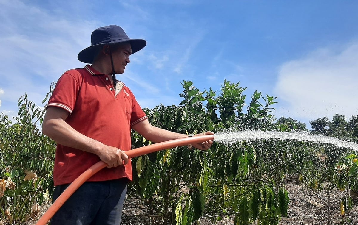 Hơn 130.000 hộ nông dân tại khu vực Tây Nguyên, Nam Trung Bộ thường xuyên tiếp cận bản tin khí hậu nông nghiệp. Ảnh: TN. Hơn 130.000 hộ nông dân tại khu vực Tây Nguyên, Nam Trung Bộ thường xuyên tiếp cận bản tin khí hậu nông nghiệp. Ảnh: TN.