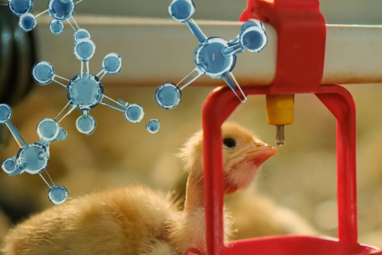 Recent trials show that oxygen-enhanced drinking water improves broiler welfare, including reducing hock burns and white striping, improving feather condition and gut health, as well as boosting protein production. Photo: Canva.