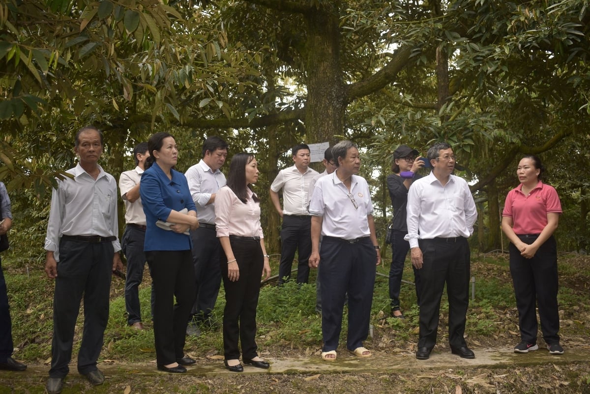 Đoàn công tác tham quan mô hình của ông Ngô Văn Tậng. Ảnh: Minh Đảm. Đoàn công tác tham quan mô hình của ông Ngô Văn Tậng. Ảnh: Minh Đảm.