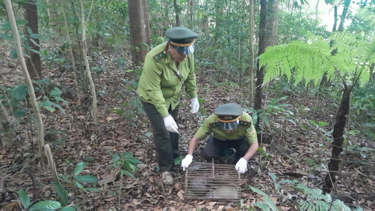 Một cá thể tê tê được thả về với tự nhiên. Ảnh: Chi cục Kiểm lâm thành phố Huế. Một cá thể tê tê được thả về với tự nhiên. Ảnh: Chi cục Kiểm lâm thành phố Huế.