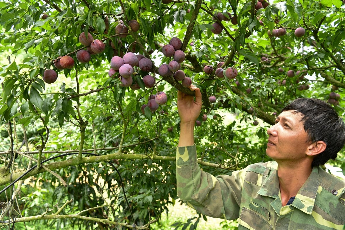 Anh Nguyễn Trung Kiên kiểm tra vườn mận. Ảnh: Dương Đình Tường. Anh Nguyễn Trung Kiên kiểm tra vườn mận. Ảnh: Dương Đình Tường.