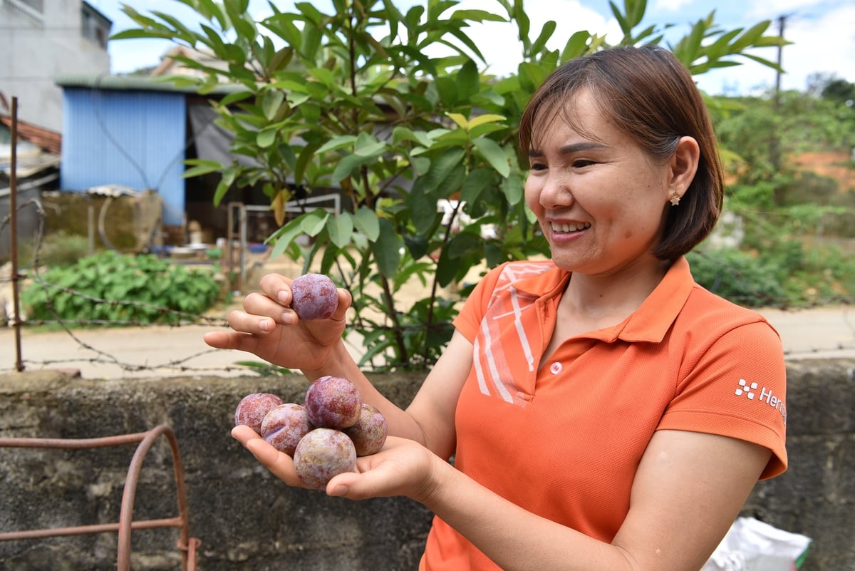 Chị Nguyễn Thị Nguyệt - Phó Giám đốc HTX Kiên Cường Phiêng Khoài bên những quả mận ngố. Ảnh: Dương Đình Tường. Chị Nguyễn Thị Nguyệt - Phó Giám đốc HTX Kiên Cường Phiêng Khoài bên những quả mận ngố. Ảnh: Dương Đình Tường.