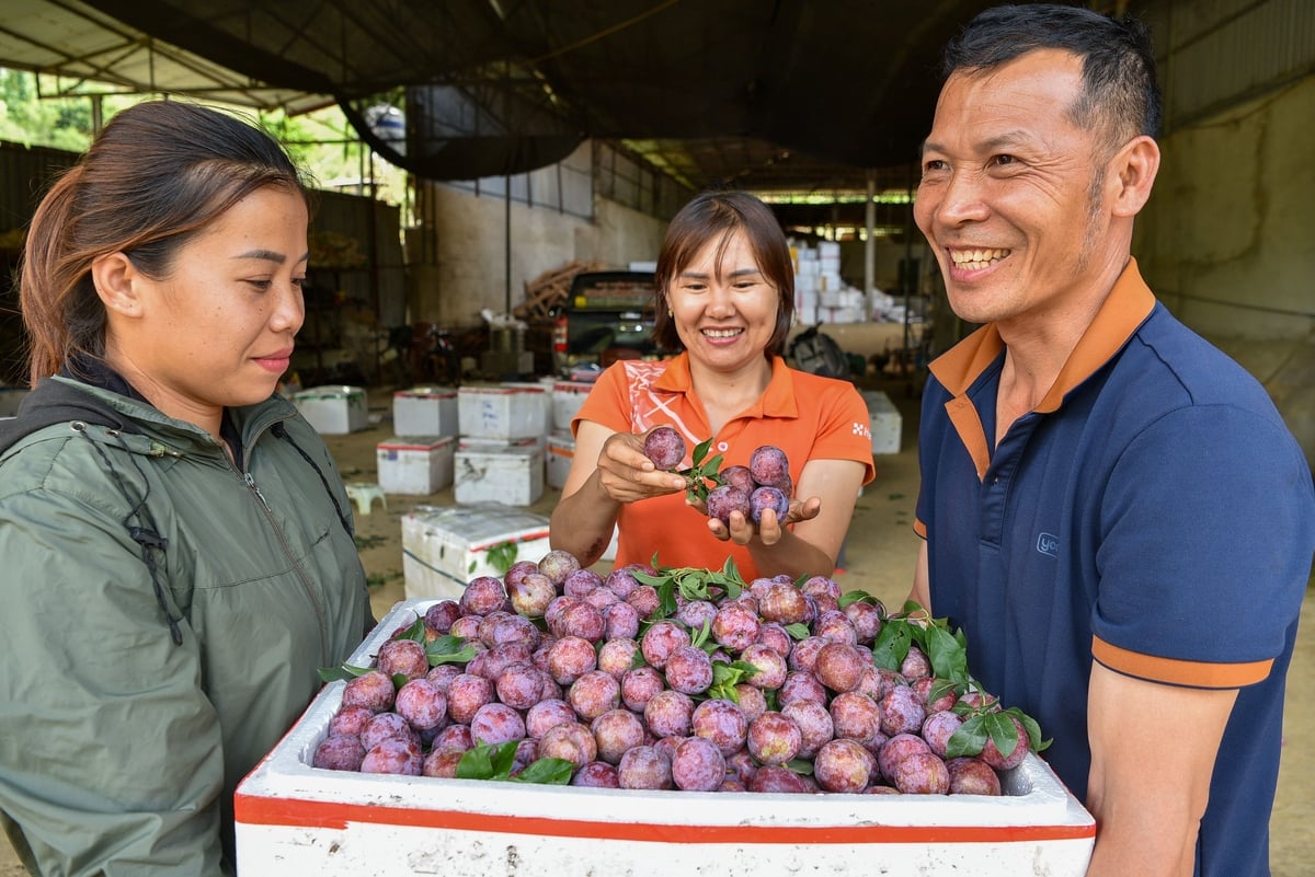 Thùng mận ngố chuẩn bị đưa ra thị trường. Ảnh: Dương Đình Tường. Thùng mận ngố chuẩn bị đưa ra thị trường. Ảnh: Dương Đình Tường.