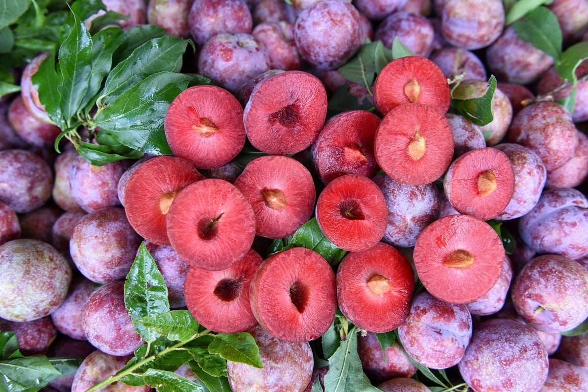 Những quả mận đạt tiêu chuẩn mận Ruby. Ảnh: Dương Đình Tường. Những quả mận đạt tiêu chuẩn mận Ruby. Ảnh: Dương Đình Tường.