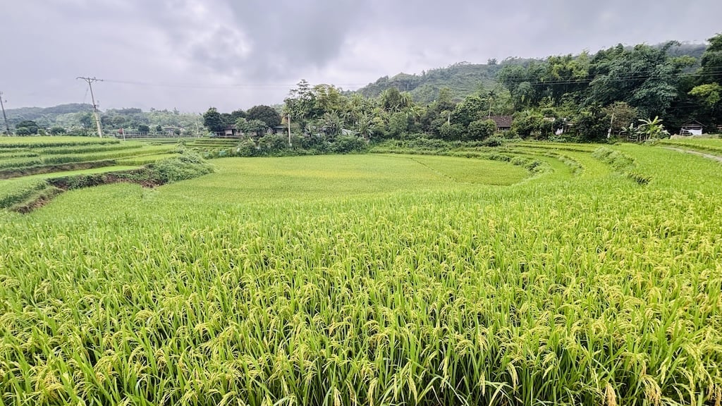 Cánh đồng lúa Tẻ Nương Hà Giang sáng rực ở xã Hợp Thành (TP Lào Cai). Ảnh: H.Đ. Cánh đồng lúa Tẻ Nương Hà Giang sáng rực ở xã Hợp Thành (TP Lào Cai). Ảnh: H.Đ.