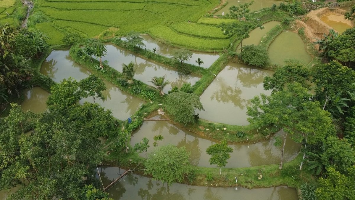 Trang trại của ông Hà Văn Khường hiện có 14 ao nuôi cá dầm xanh giống. Ảnh: Thanh Tâm Trang trại của ông Hà Văn Khường hiện có 14 ao nuôi cá dầm xanh giống. Ảnh: Thanh Tâm