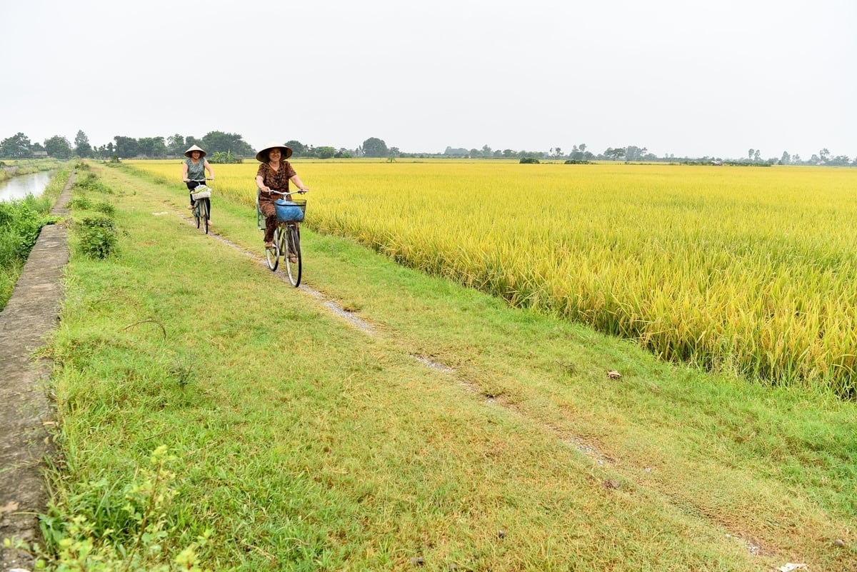 Vẻ đẹp của đồng lúa chín. Ảnh: Dương Đình Tường. Vẻ đẹp của đồng lúa chín. Ảnh: Dương Đình Tường.