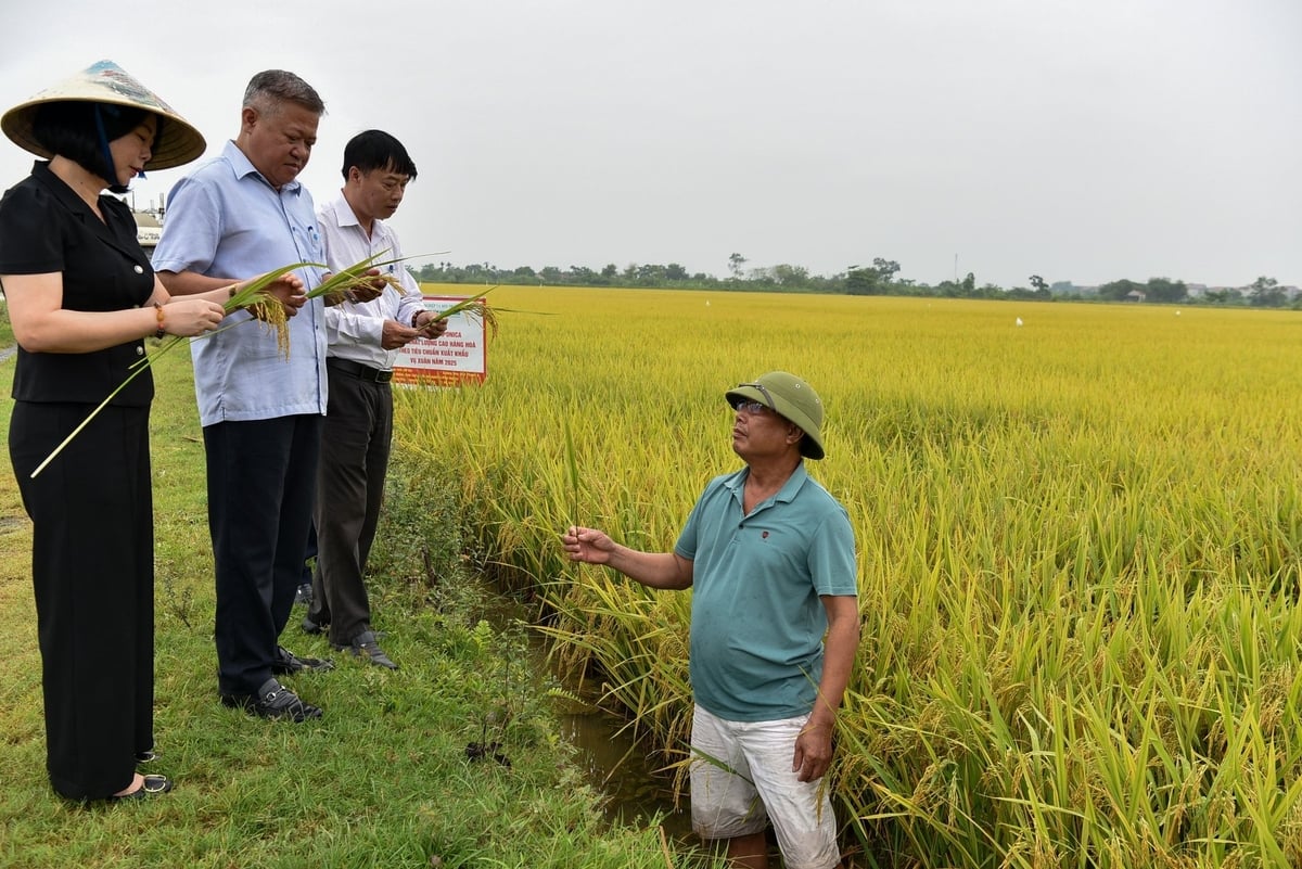 Ông Hoàng Văn Chiến (đứng dưới ruộng) kiểm tra lúa cùng cán bộ ngành nông nghiệp Hà Nội. Ảnh: Dương Đình Tường. Ông Hoàng Văn Chiến (đứng dưới ruộng) kiểm tra lúa cùng cán bộ ngành nông nghiệp Hà Nội. Ảnh: Dương Đình Tường.