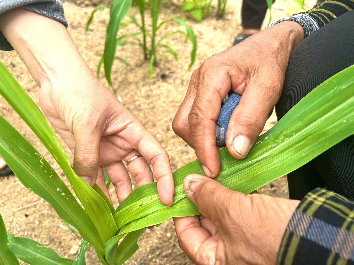 Hoạt động tư vấn khí hậu hướng đến đối tượng cụ thể như nông dân, hợp tác xã, doanh nghiệp trong ngành nông nghiệp với mục đích chủ động quản lý sản xuất, tránh tác động từ thời tiết cực đoan. Ảnh: TN. Hoạt động tư vấn khí hậu hướng đến đối tượng cụ thể như nông dân, hợp tác xã, doanh nghiệp trong ngành nông nghiệp với mục đích chủ động quản lý sản xuất, tránh tác động từ thời tiết cực đoan. Ảnh: TN.
