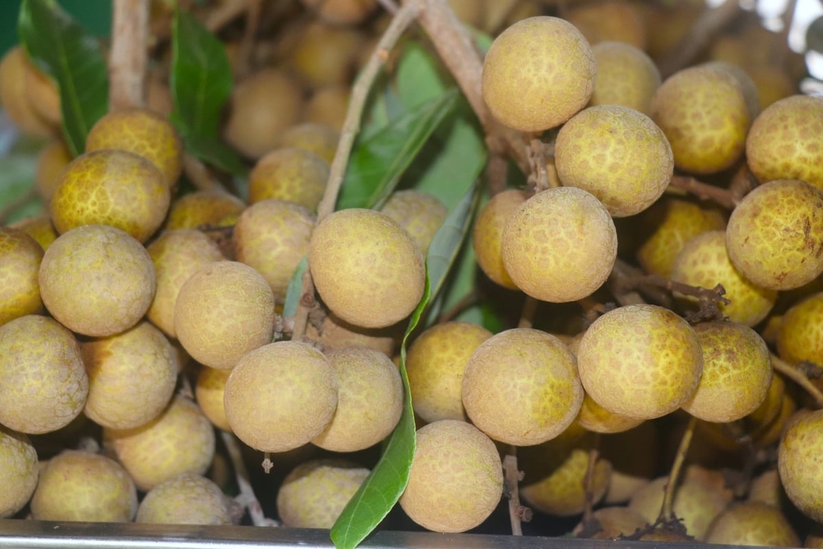 Thanh nhãn là trái cây xuất khẩu chủ lực của TP Cần Thơ. Ảnh: Kim Anh.