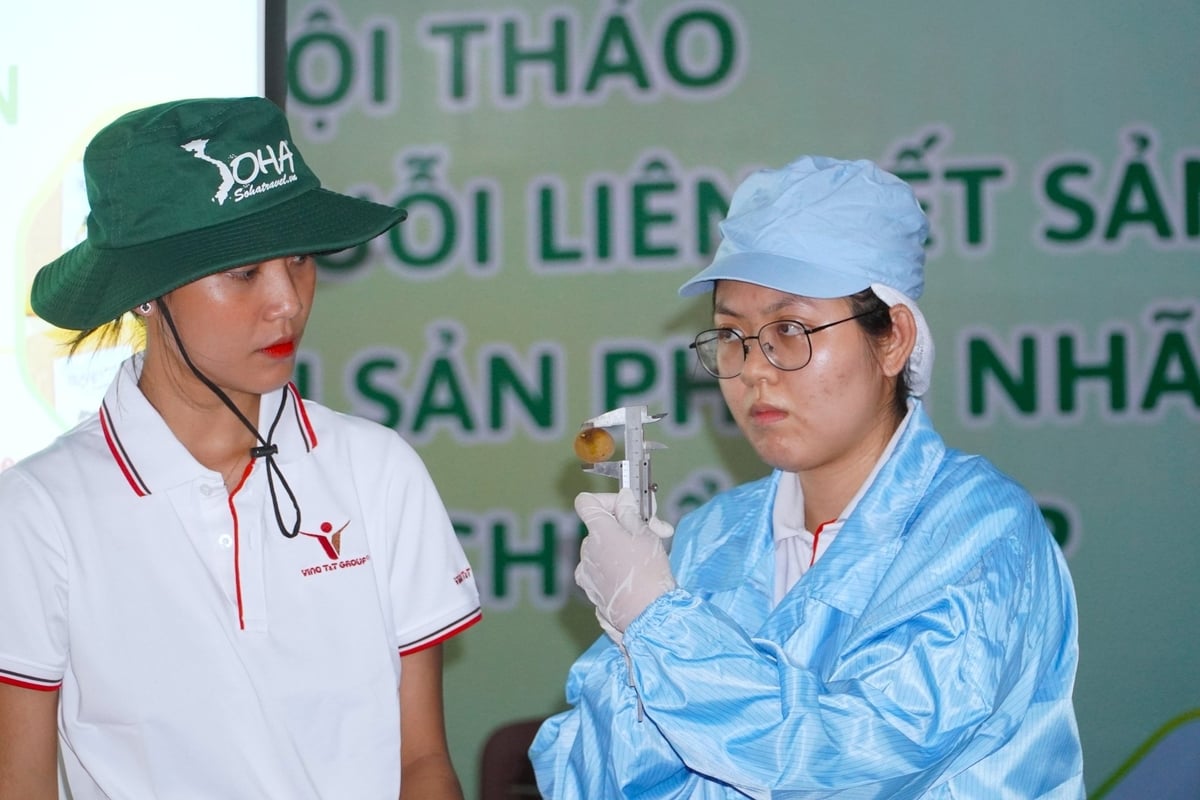 Nhân viên kỹ thuật Công ty Vina T&T thực hiện đo kích thước trái thanh nhãn xuất khẩu. Ảnh: Kim Anh.