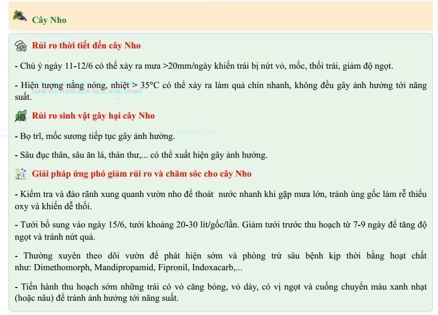 Kịch bản ứng phó cho cây nho - một trong những trồng chủ lực tại huyện Ninh Sơn (Ninh Thuận), được lồng ghép trong bản tin dự báo khí hậu nông nghiệp huyện từ ngày 11-20/6/2025. Ảnh: TN. Kịch bản ứng phó cho cây nho - một trong những trồng chủ lực tại huyện Ninh Sơn (Ninh Thuận), được lồng ghép trong bản tin dự báo khí hậu nông nghiệp huyện từ ngày 11-20/6/2025. Ảnh: TN.