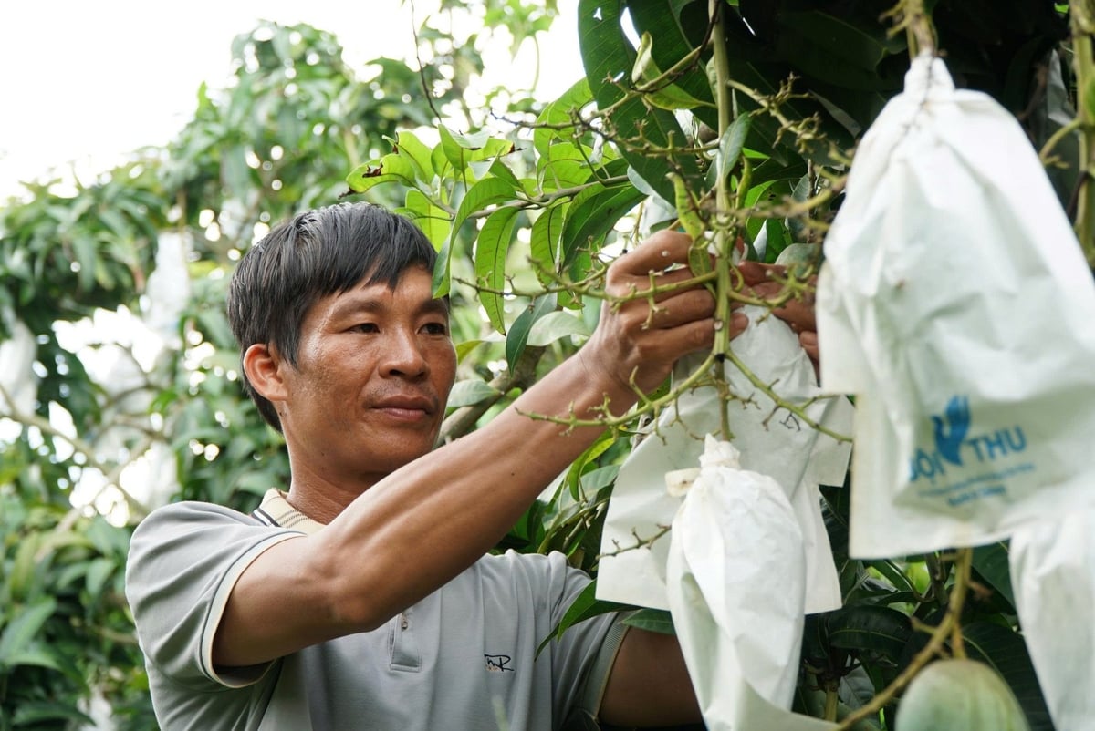 Anh Trần Trường Sa, thôn Sơn Thượng, xã Đắk Gằn, huyện Đắk Mil buồn bã khi giá xoài ngày một xuống thấp. Ảnh: ĐH. Anh Trần Trường Sa, thôn Sơn Thượng, xã Đắk Gằn, huyện Đắk Mil buồn bã khi giá xoài ngày một xuống thấp. Ảnh: ĐH.