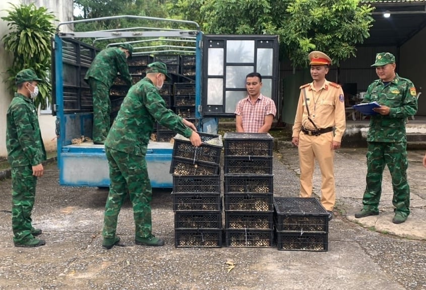 Một vụ vận chuyển trái phép gia cầm không rõ nguồn gốc, xuất xứ được lực lượng chức năng TP Móng Cái phát hiện, xử lý. Ảnh: Cường Vũ. Một vụ vận chuyển trái phép gia cầm không rõ nguồn gốc, xuất xứ được lực lượng chức năng TP Móng Cái phát hiện, xử lý. Ảnh: Cường Vũ.