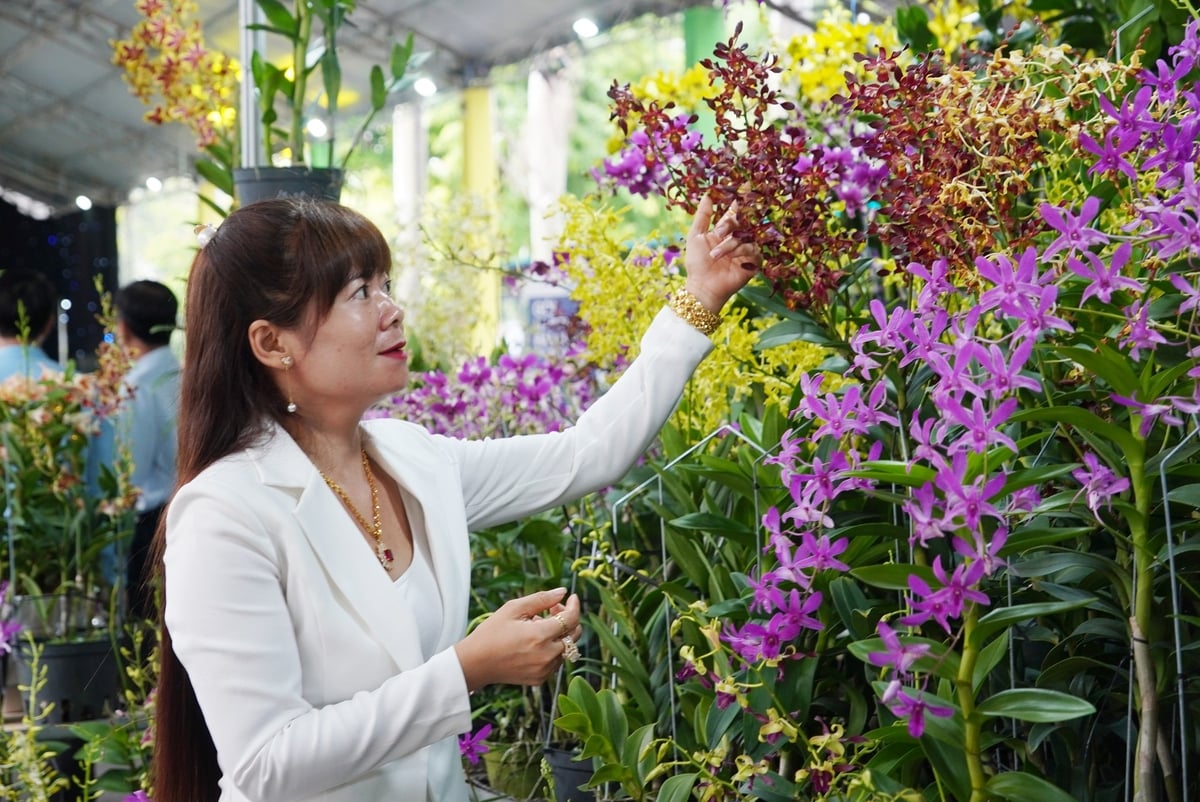 Nhiều giống hoa lan của TP.HCM được giới thiệu tại Tuần lễ. Ảnh: Nguyễn Thủy. Nhiều giống hoa lan của TP.HCM được giới thiệu tại Tuần lễ. Ảnh: Nguyễn Thủy.