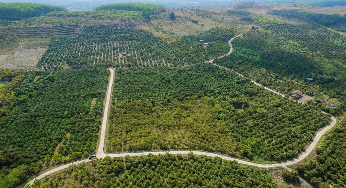 Đắk Mil là huyện có diện tích xoài lớn nhất tỉnh với hơn 1.850ha. Ảnh: Công Nam. Đắk Mil là huyện có diện tích xoài lớn nhất tỉnh với hơn 1.850ha. Ảnh: Công Nam.