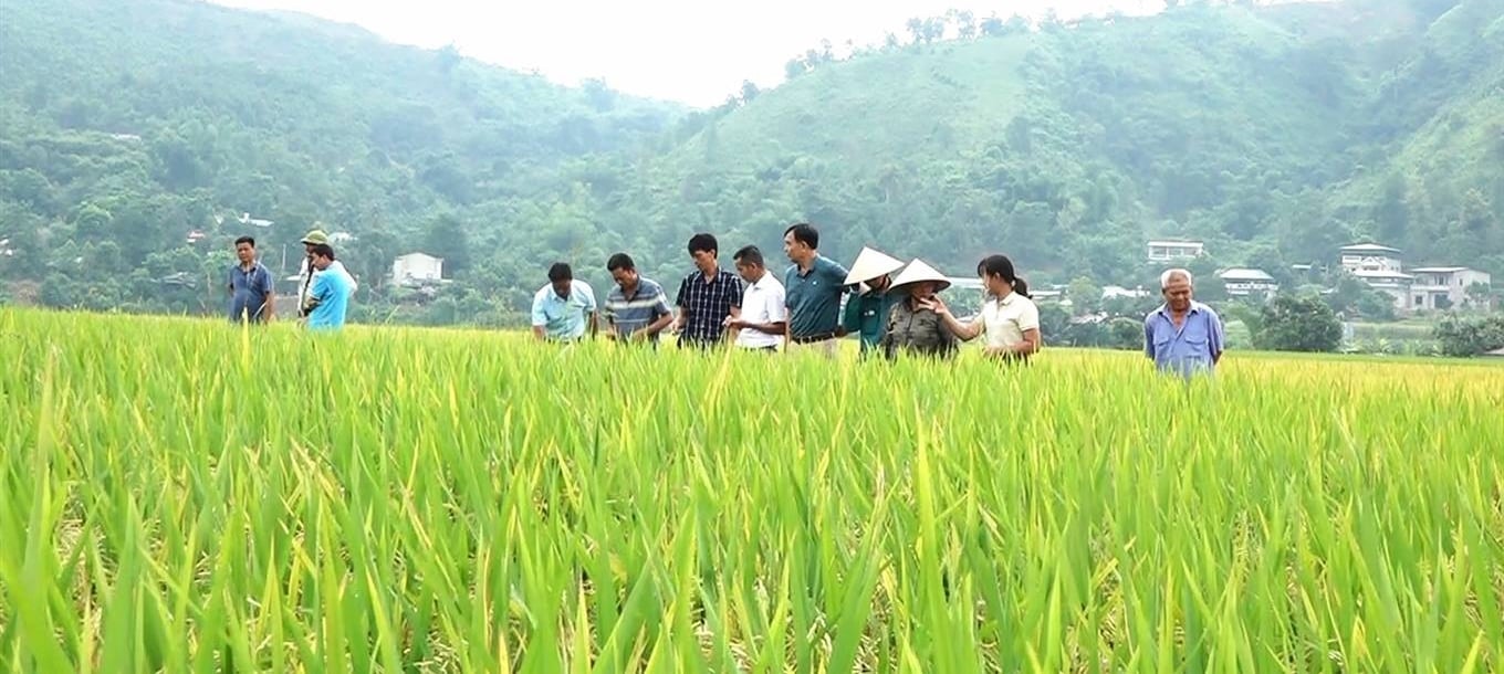 Giống lúa hỗ trợ cho bà con vùng lũ phát triển tốt, ít sâu bệnh. Ảnh: Lưu Liên. Giống lúa hỗ trợ cho bà con vùng lũ phát triển tốt, ít sâu bệnh. Ảnh: Lưu Liên.