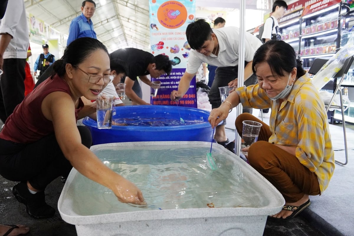 Khách tham quan được tặng cá cảnh. Ảnh: Nguyễn Thủy. Khách tham quan được tặng cá cảnh. Ảnh: Nguyễn Thủy.