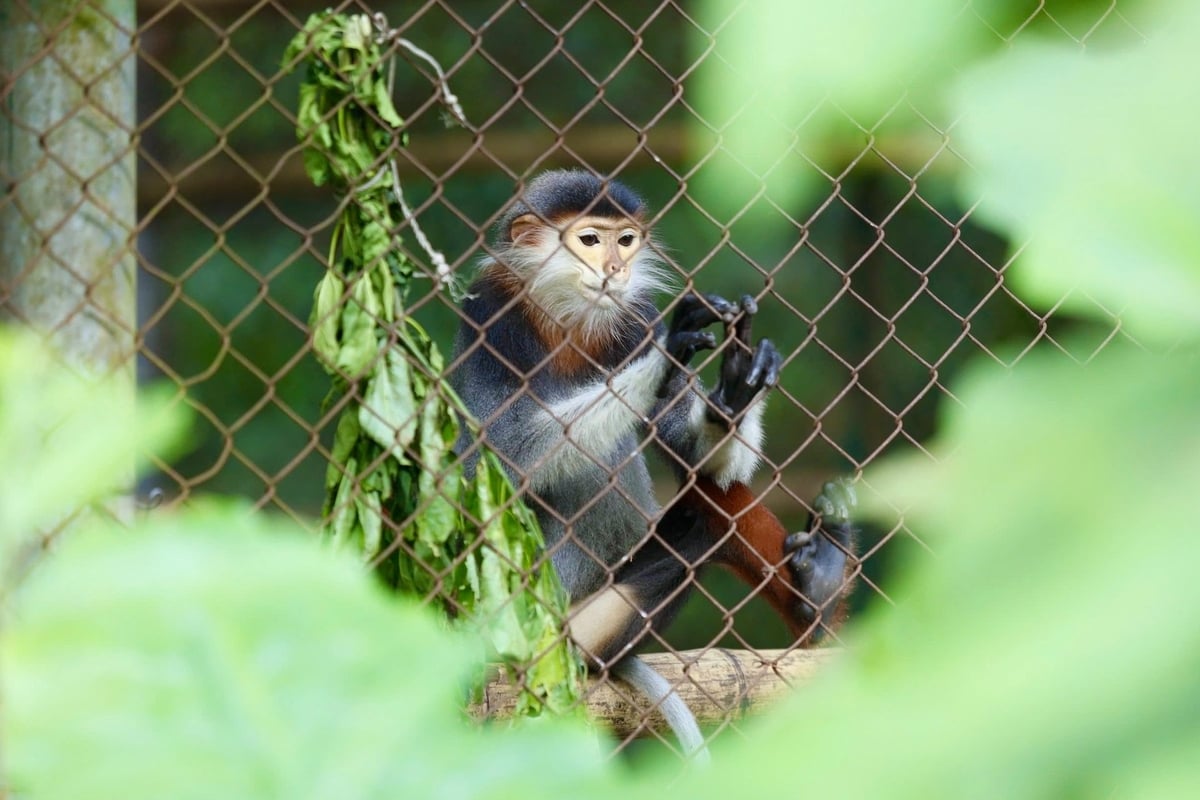 Voọc chà vá chân xám – loài voọc đặc hữu của Việt Nam thuộc nhóm Cực kỳ nguy cấp (Critically endangered) trong Sách Đỏ thế giới. Ảnh: Tường Vy. Voọc chà vá chân xám – loài voọc đặc hữu của Việt Nam thuộc nhóm Cực kỳ nguy cấp (Critically endangered) trong Sách Đỏ thế giới. Ảnh: Tường Vy.