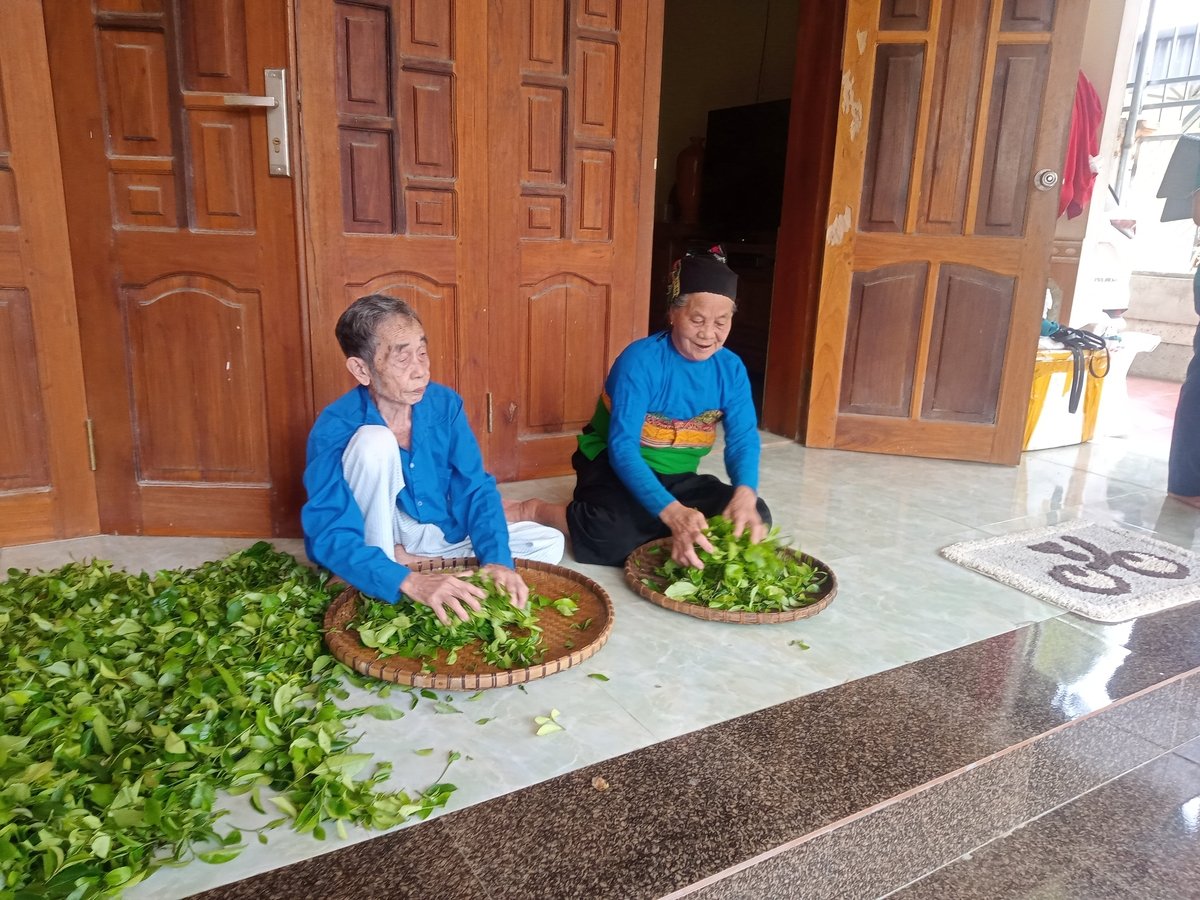 Bà Hà Thị Kén đã gắn bó với cây chè Tán Ma cả cuộc đời. Ảnh: Thanh Tâm Bà Hà Thị Kén đã gắn bó với cây chè Tán Ma cả cuộc đời. Ảnh: Thanh Tâm