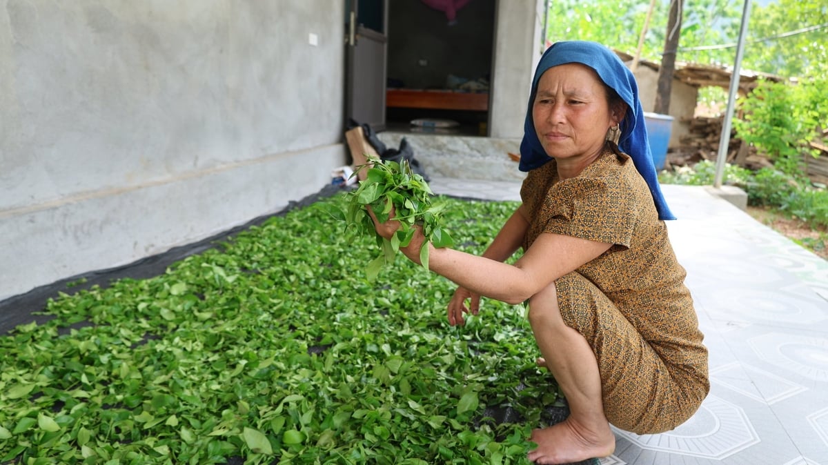 Chè Tán Ma được phơi và chế biến hoàn toàn thủ công. Ảnh: Thanh Tâm Chè Tán Ma được phơi và chế biến hoàn toàn thủ công. Ảnh: Thanh Tâm