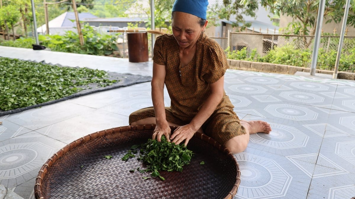 Bà Hà Thị Thảo được mẹ chồng dạy làm chè Tán Ma từ khi về làm dâu ở bản Phụn. Ảnh: Thanh Tâm Bà Hà Thị Thảo được mẹ chồng dạy làm chè Tán Ma từ khi về làm dâu ở bản Phụn. Ảnh: Thanh Tâm